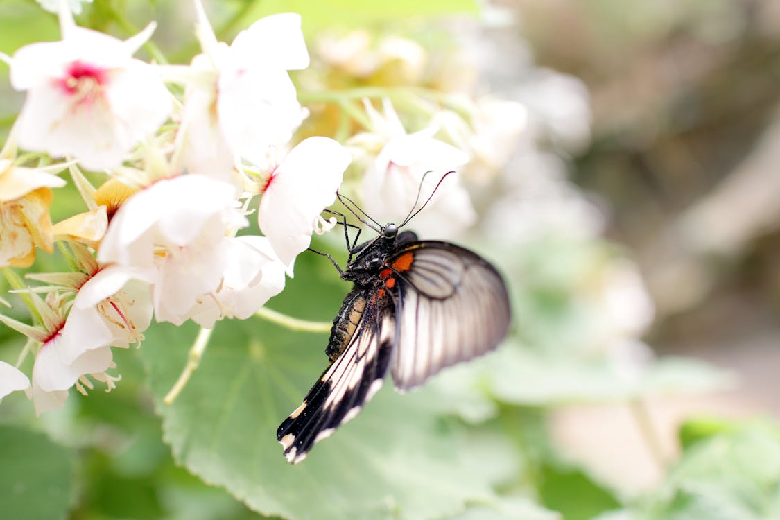 бесплатная Белая бабочка сидит на цветке Стоковое фото