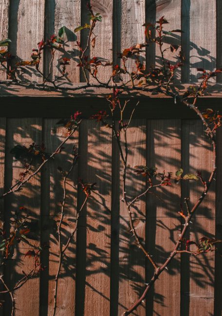 Crimson red vines climb a rustic wooden fence, casting shadows in sunlight.