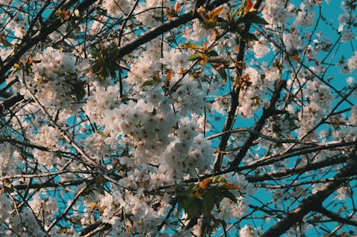 Δωρεάν στοκ φωτογραφιών με 4k, background, άνθη κερασιάς