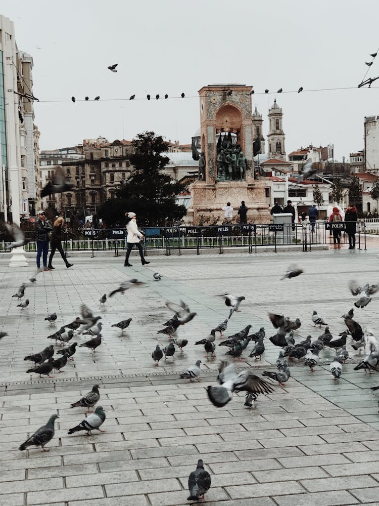 A Group Of Pigeons On Pavement