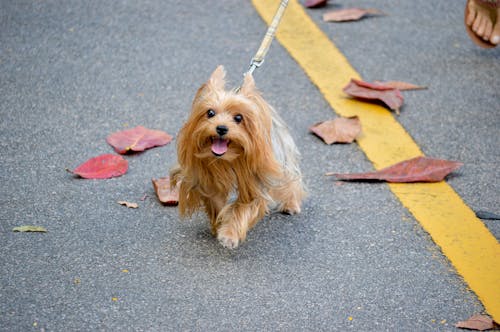 Free Brown Dog Walking on Asphalt Road Stock Photo