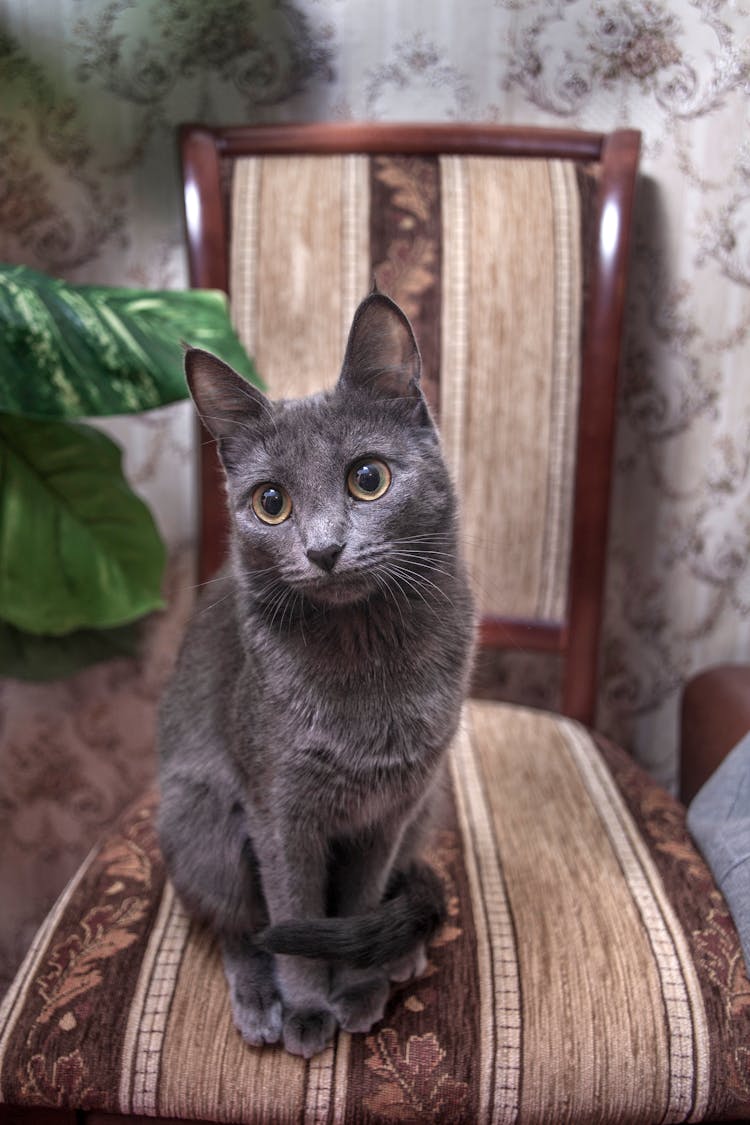 A Cat Sitting On The Chair