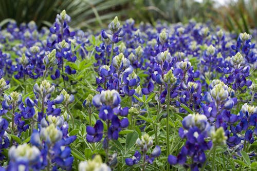 Photo of Bluebonnet Flowers in Bloom