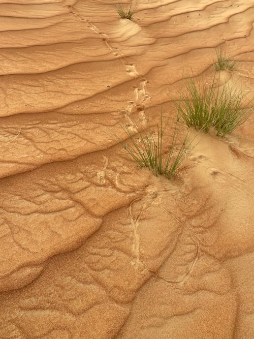Photos gratuites de désert, dune, herbe