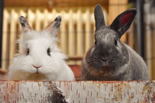 Charming close-up of two rabbits behind a decorative log indoors with soft lighting.