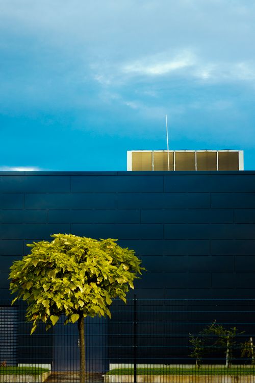 Free Green tree growing near contemporary industrial building with metal facade under blue sky on sunny day Stock Photo