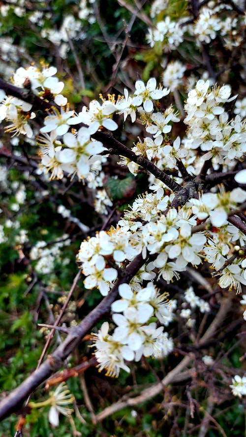 Kostenloses Stock Foto zu blühen, blüte, blüten