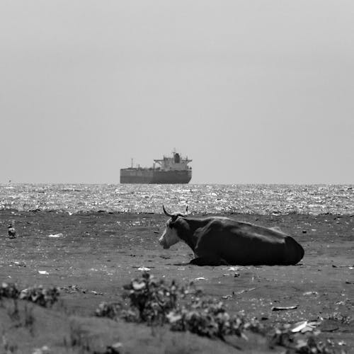 Black and white cow relaxing and sandy beach near sea while grazing on sunny day in summer