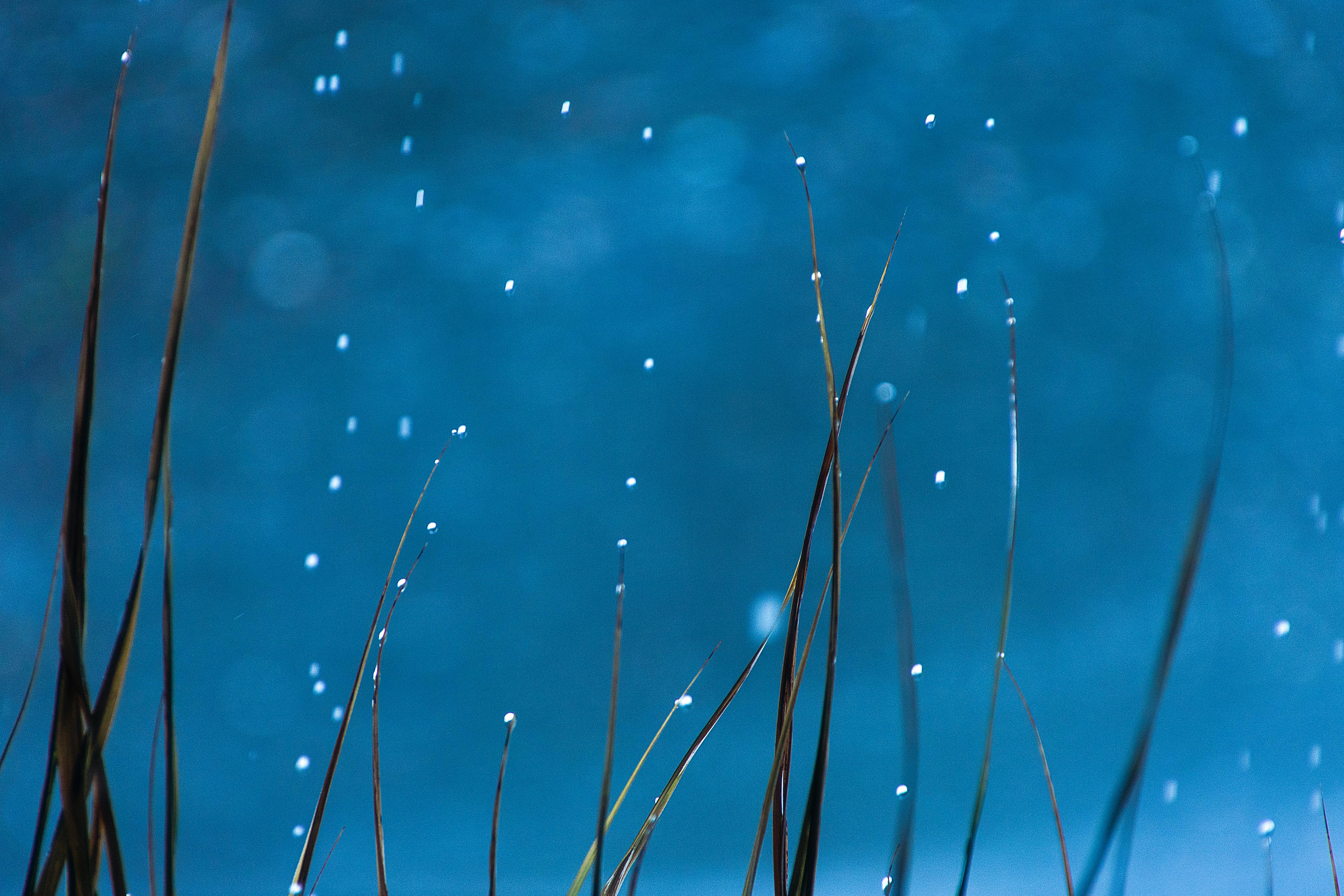 Why Do Dogs Have Wet Noses? Discover The Fascinating Reasons! 6 How Weather and Environment Influence Your Dog’s Nose Moisture Levels