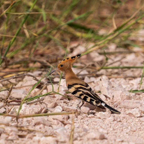 Free Small wild Eurasian hoopoe bird with spotted wings and crest standing on ground near green grass in nature on summer day Stock Photo