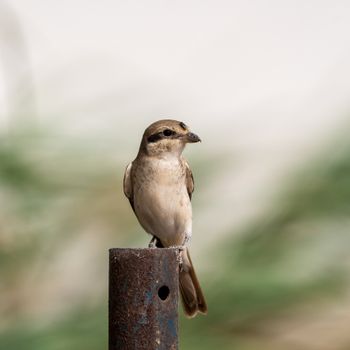 Small shrike sitting on pillar