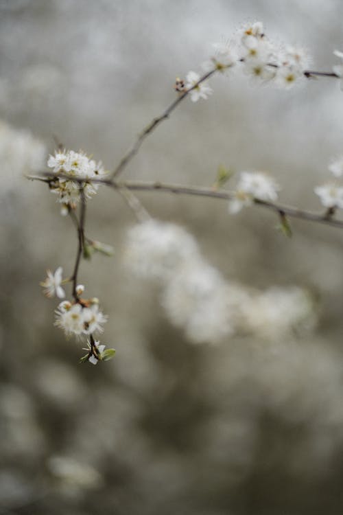 Бесплатное стоковое фото с белые цветы, вертикальный выстрел, весенние цветы