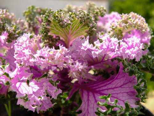 Безкоштовне стокове фото на тему «квітка, красива природа, красиві квіти»
