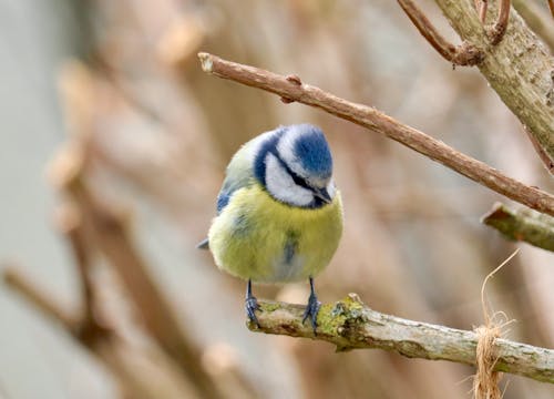 Free Close-Up Shot of a Eurasian Blue Tit Perched on a Twig Stock Photo
