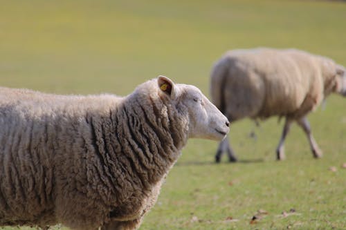 White Sheep on Green Grass Field