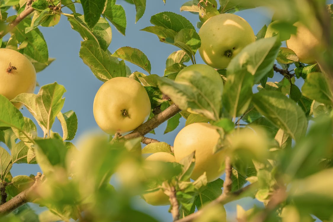 Close-Up Shot of Apples on the Tree