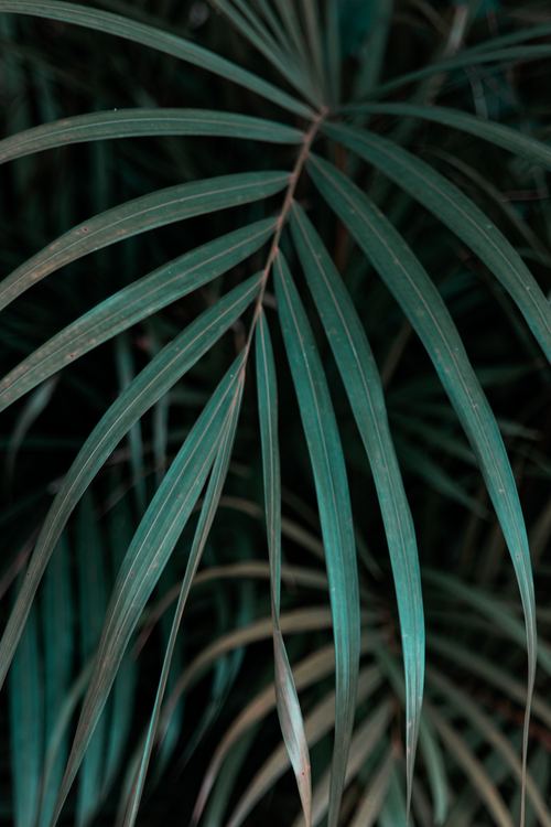Free A detailed view of green palm leaves showcasing natural patterns and texture. Stock Photo