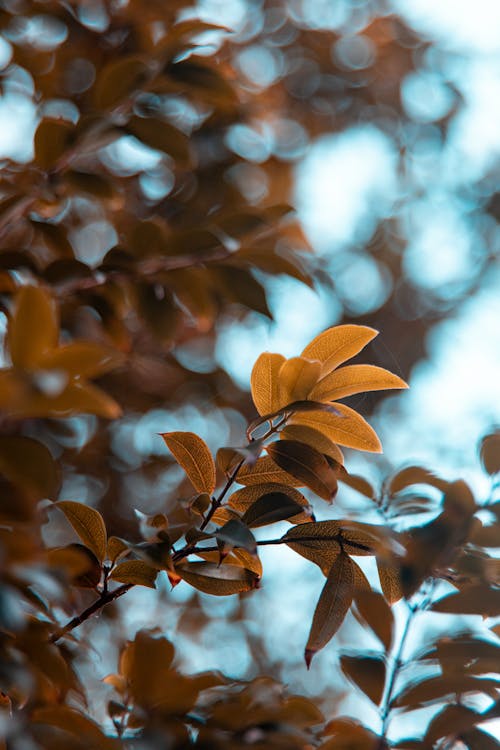 Shallow Focus of Tree Leaves