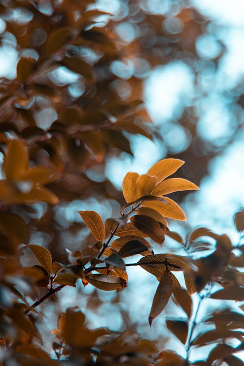 Kostnadsfri bild av bokeh, grunda fokus, lövverk