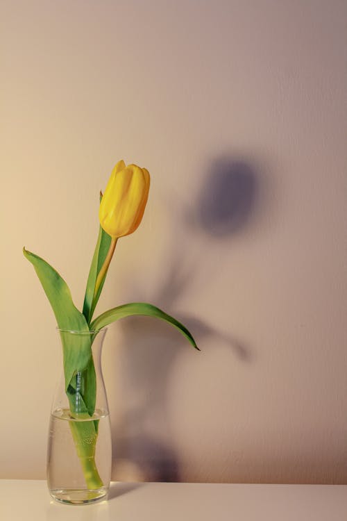 Free Close-Up Shot of a Yellow Tulip in a Glass Vase Stock Photo