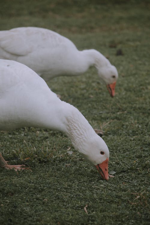 White geese standing on green grassy lawn and eating fresh grass in countryside in daylight