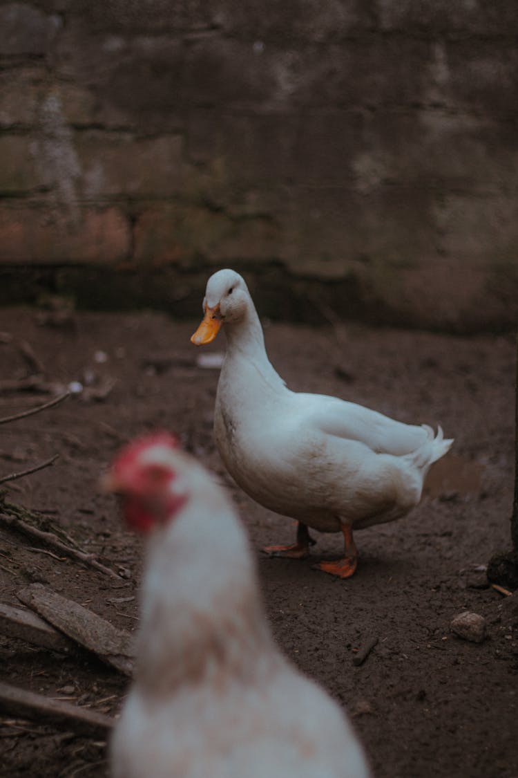 White Goose With Chicken On Farm Near Building