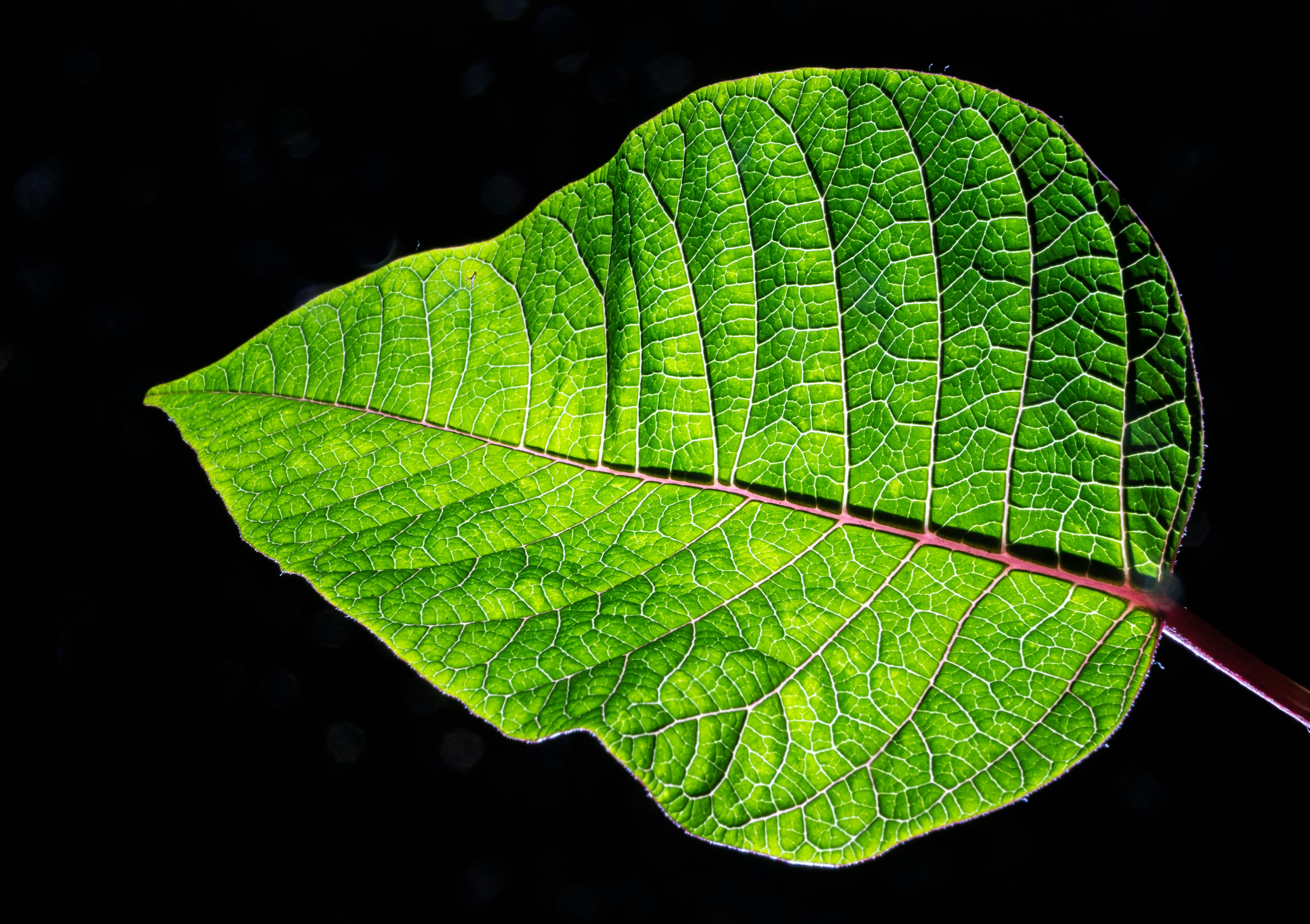 Green Leaf Plant \u00b7 Free Stock Photo