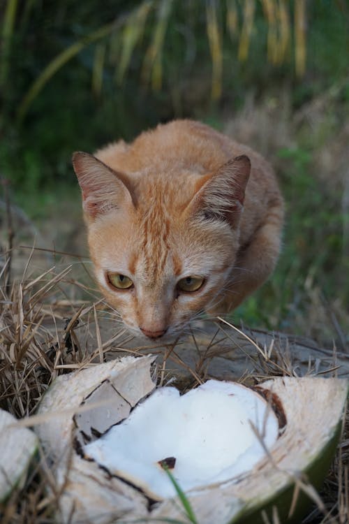 Cute Fluffy Cat Outdoors