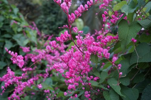 Free Close-up of vibrant pink flowers blooming amidst lush green leaves outdoors. Stock Photo