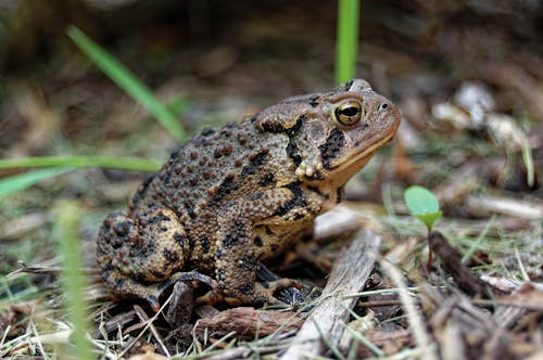 An American Toad in Close-up Shot