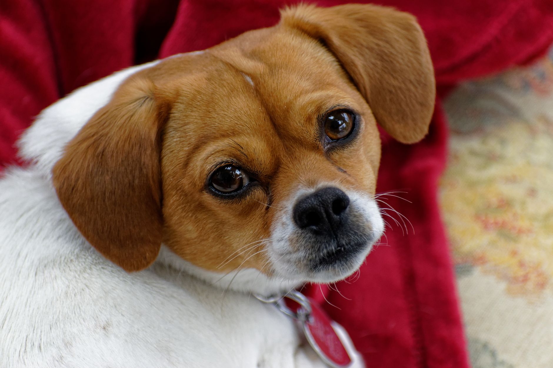 Healthcare and wellness consultation for a dog