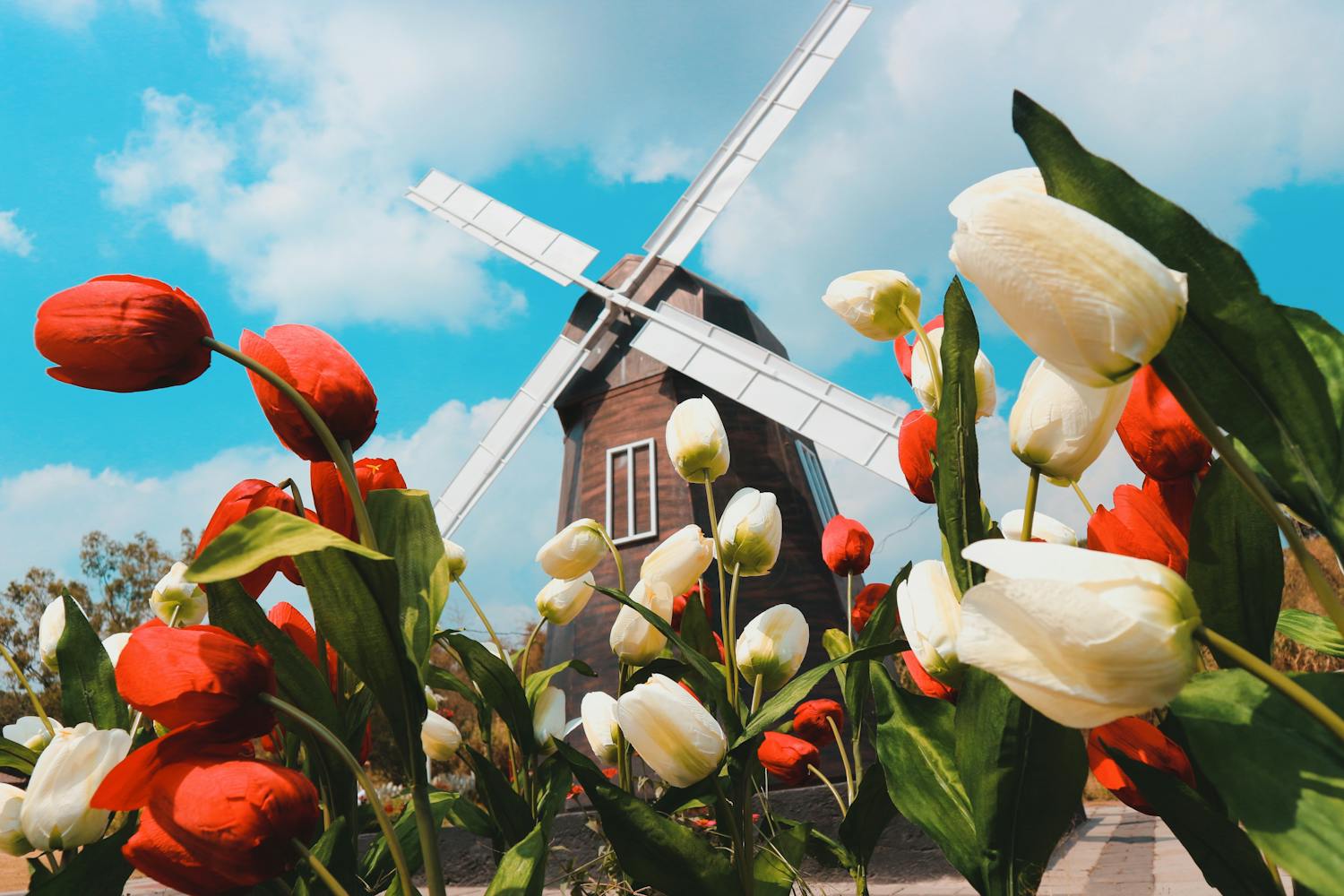 Colorful tulips bloom against the backdrop of a classic windmill