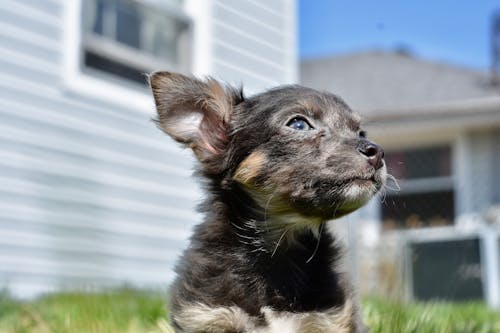 Kostenloses Stock Foto zu chihuahua, chihuahua welpe, hund