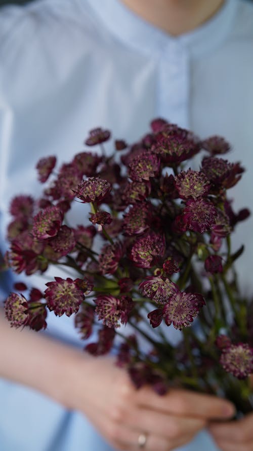 Free Crop anonymous person in casual wear with bouquet of red Astrantia flowers with stalks in hands standing in light room Stock Photo