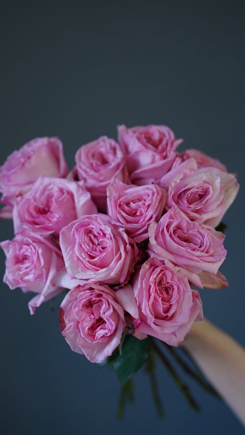 Free Crop anonymous person demonstrating bunch of fresh roses with pink petals and green stems while standing on gray background in room Stock Photo