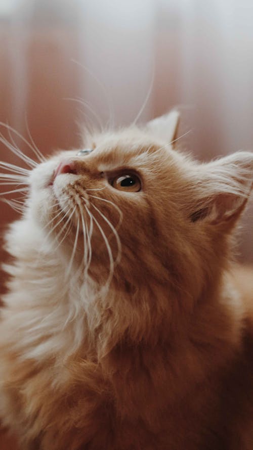 Orange Cat in Close Up Photography