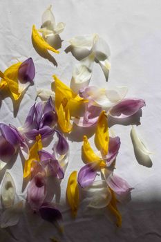 Close-up of colorful flower petals scattered on a white background in natural light.