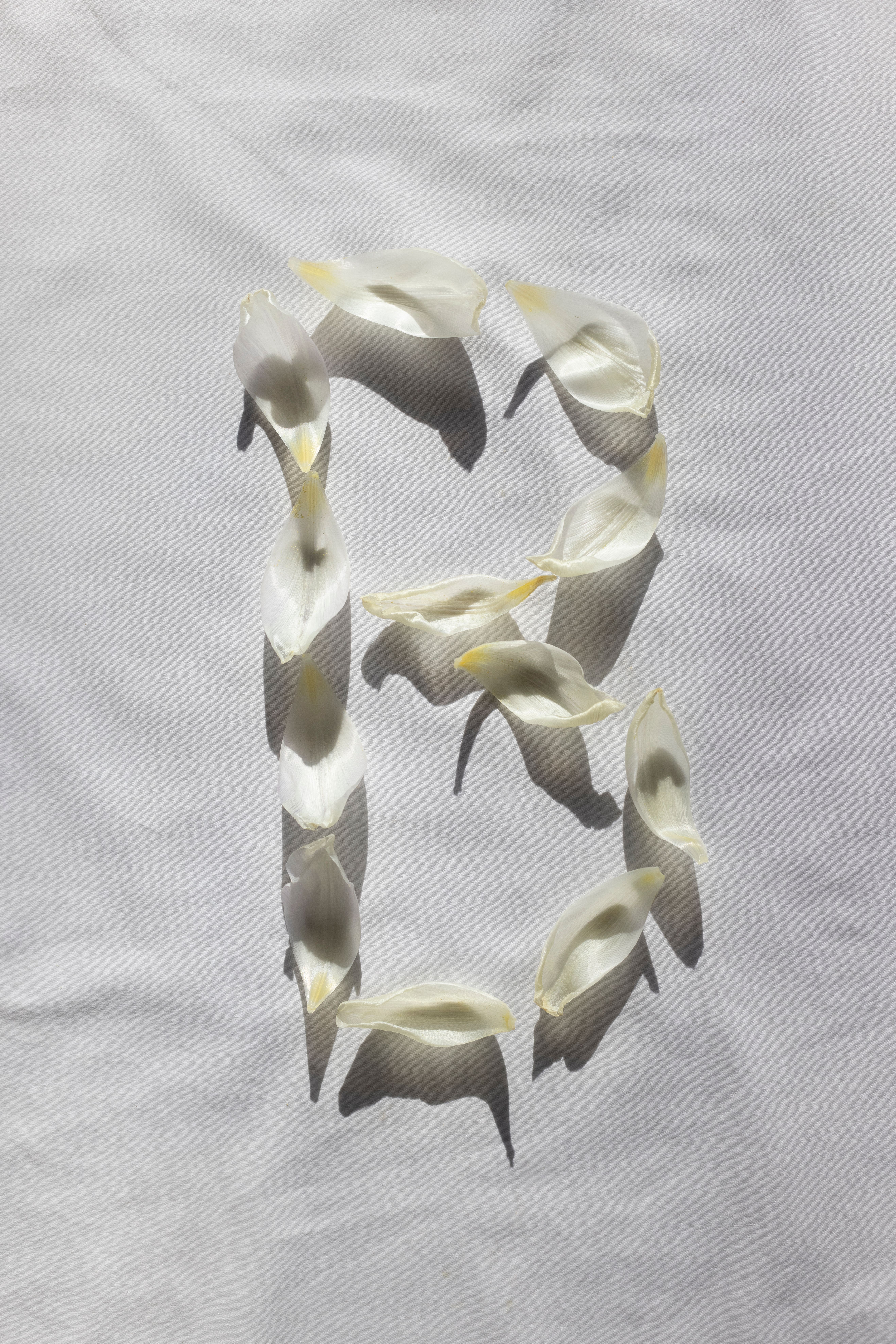 A creative display of white petals forming the letter B on a white surface, showcasing minimalism and elegance.