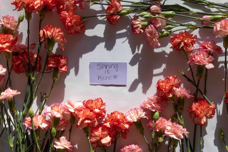 A Paper Between Red Flowers On A White Surface