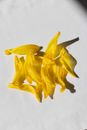 Yellow Flower on White Surface