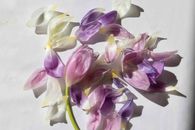 Purple and White Flower Petals