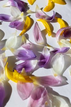 Colorful flower petals spread on a white surface creating a vibrant, artistic composition.