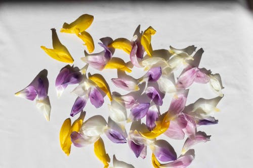 Purple and Yellow Flower Petals over a White Surface