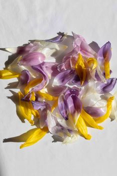 Vibrant purple, yellow, and white flower petals scattered on a white backdrop.