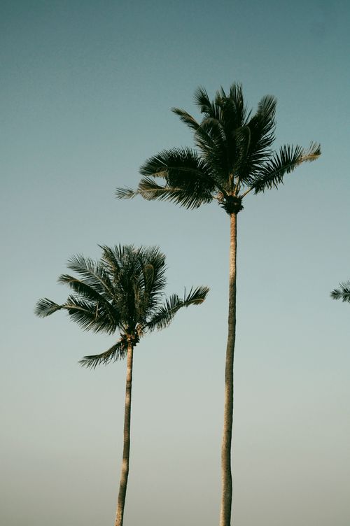 Free Vertical shot of tropical palm trees under a clear blue sky, perfect for summer vibes. Stock Photo