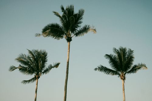 Free Three tall palm trees reaching towards a clear blue sky on a sunny day, capturing a serene tropical vibe. Stock Photo