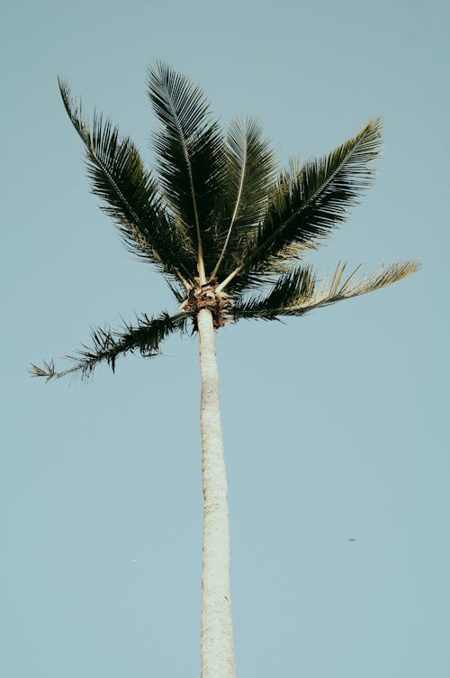 Low Angle Shot of a Coconut Tree