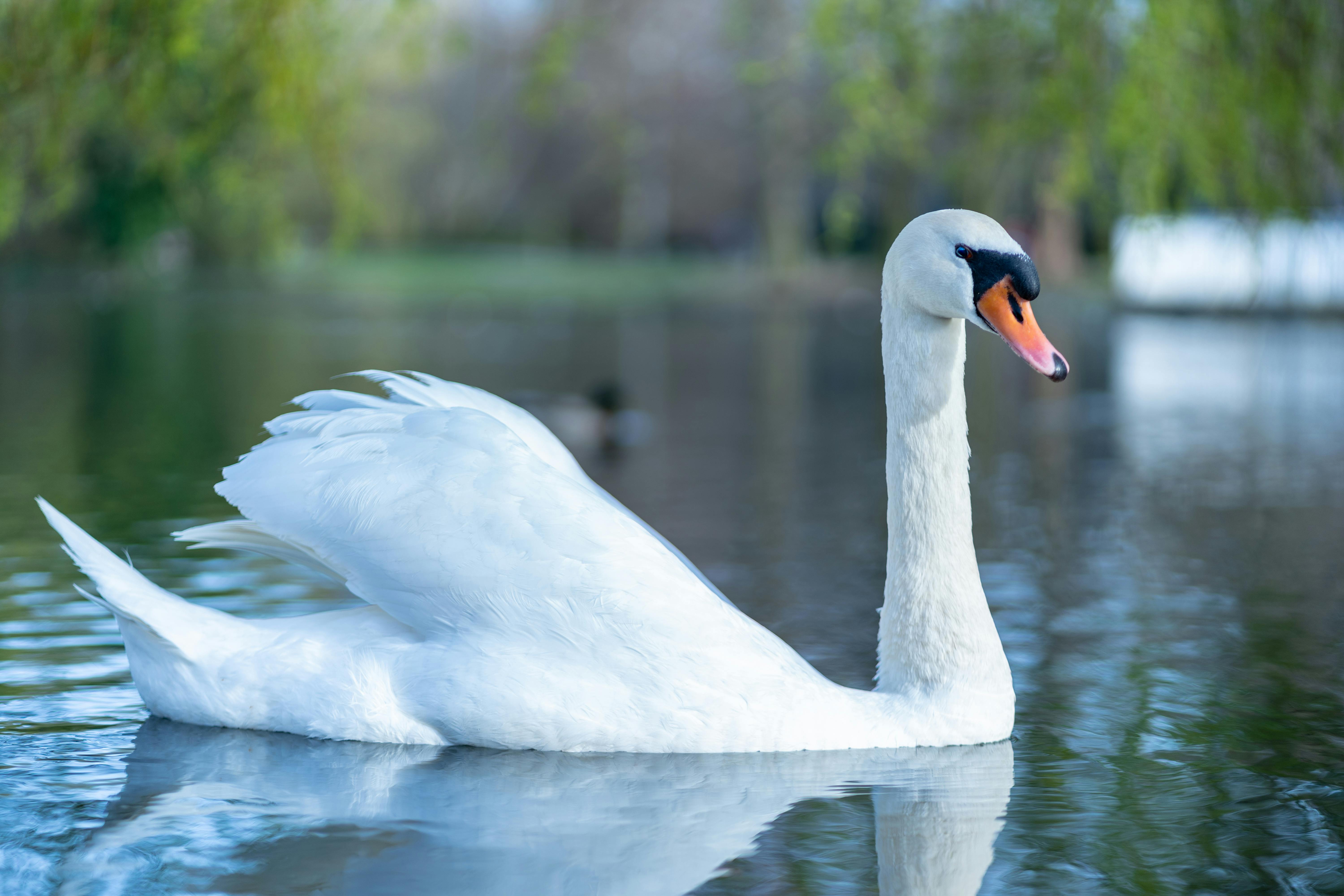 Simple Swan Peel And Stick Removable Wallpaper | Love vs. Design