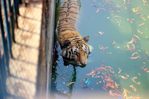 A Tiger Swimming on a Water Pond