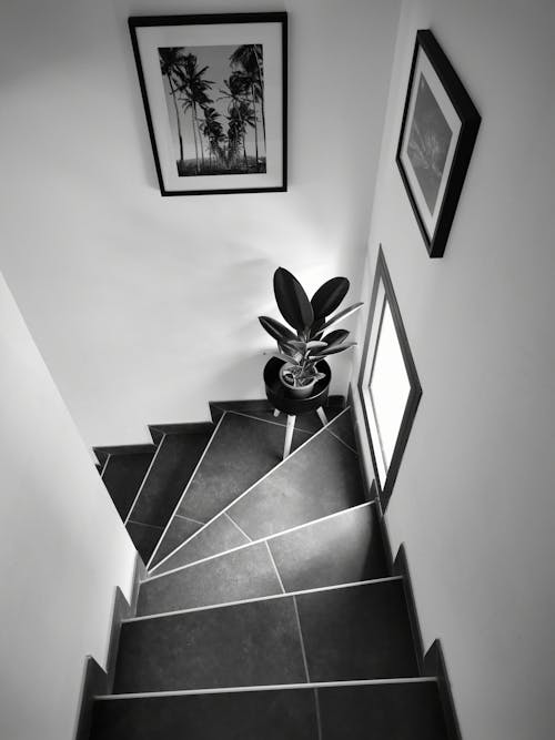 Free stock photo of black and white, planta